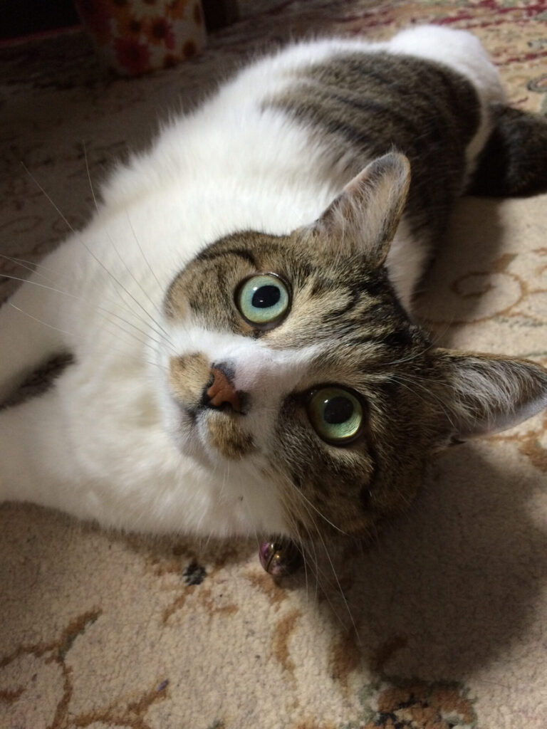 牝猫