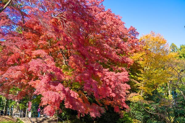 仙台市泉区賀茂神社の紅葉