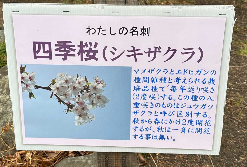 塩釜神社の四季桜