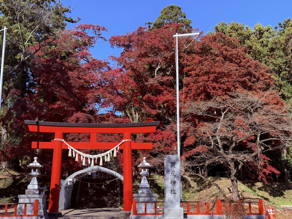 仙台市泉区賀茂神社のイロハモミジ